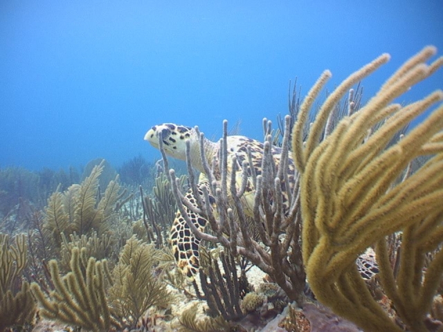 Tortuga marina